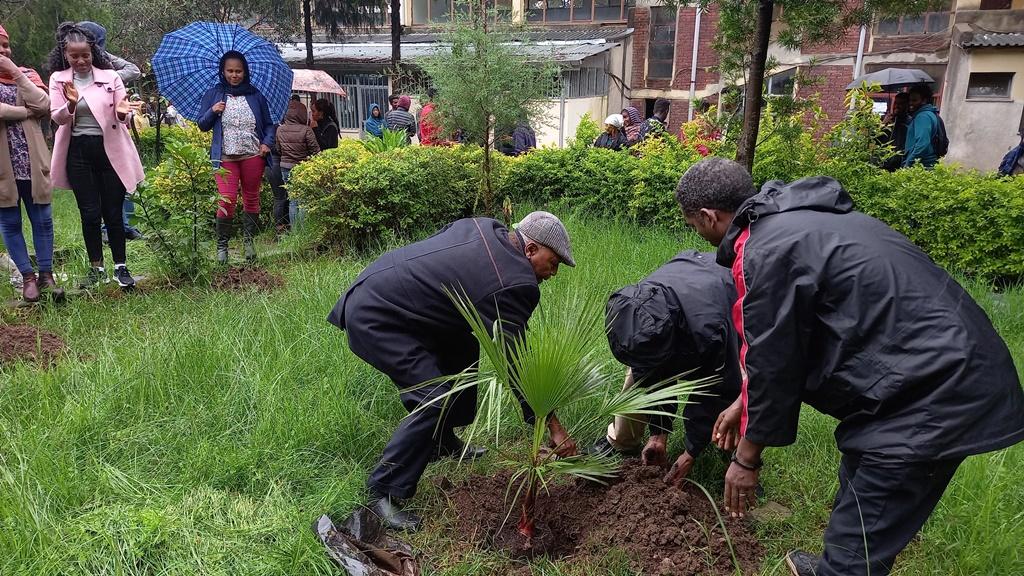 planting Trees